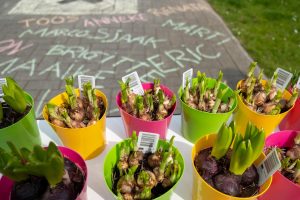 Plantjes, veel plantjes